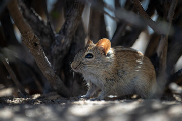 A tiny Four Striped Grass Mouse (Rhabdomys pumilio) peeking out from its hiding place in the...