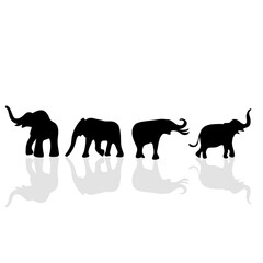Set of Elephant Silhouettes with Reflections – Wildlife Vector Illustration