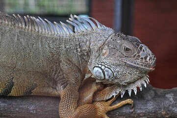 Green iguanas are large lizards native to Central and South America and some Caribbean islands