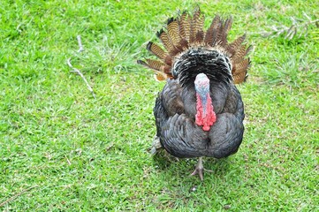 Bronze turkeys at yard