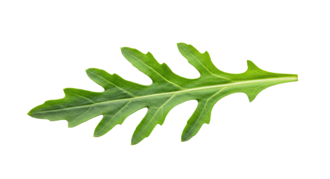 Fresh Green Arugula Leaf Isolated on White Background.