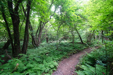 fine summer path through dense ferns