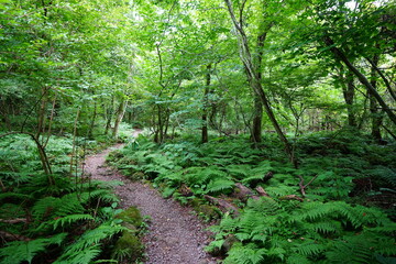 fine summer path through dense ferns