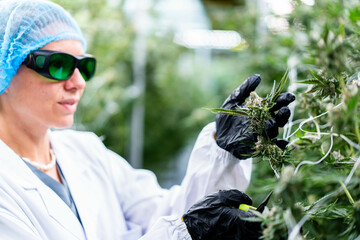 A skilled worker carefully analyzes and trims cannabis buds in a well-lit cultivation area.