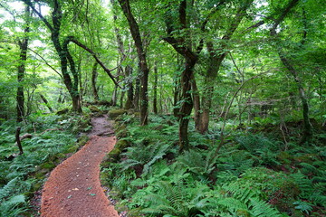 summer path through old trees and mossy rocks