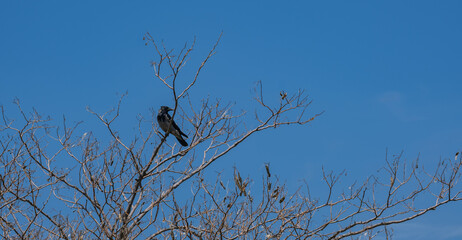 Crow perched on a branch of a dry, leafless tree. Blue sky background.	
