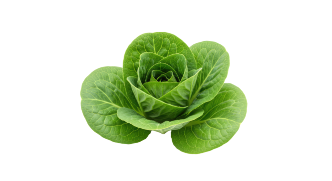 Fresh Vibrant Green Lettuce Head Isolated on White Background