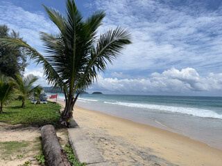 Coconut tree on the beach with blue sky and white clouds