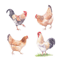 Watercolor Roosters and Hens Set, Farmyard Birds Illustration Collection