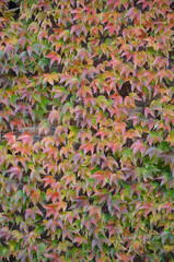 Wall covered with colorful red-green autumn grape ivy (Parthenocissus tricuspidata) wine leaves...