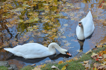 Couple of  white mute swan (cygnus olor) swimming in autumn pond with fallen maple leaves and...