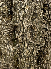 dark embossed texture of the bark of fir. Horizontal photo of a tree bark texture	
