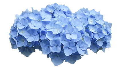 A close up photograph of a beautiful blooming light blue hydrangea flower