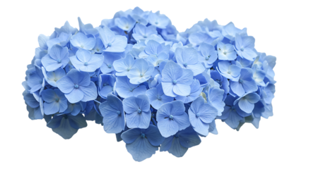 A close up photograph of a beautiful blooming light blue hydrangea flower