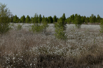 common cottongrass or common cottonsedge (eriophorum angustifolium) forming a dense white carpet in...