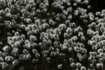 common cottongrass or common cottonsedge (eriophorum angustifolium) forming a dense white carpet in...