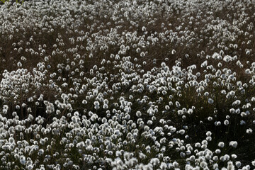 common cottongrass or common cottonsedge (eriophorum angustifolium) forming a dense white carpet in...