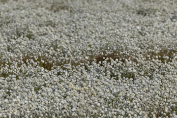 common cottongrass or common cottonsedge (eriophorum angustifolium) forming a dense white carpet in peat bog