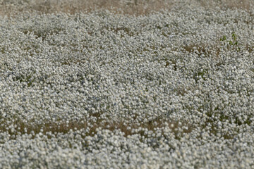 common cottongrass or common cottonsedge (eriophorum angustifolium) forming a dense white carpet in...