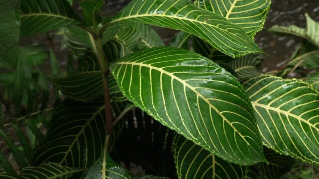 Sanchezia speciosa leaves with rain droplets in Bali jungle, river flowing behind. Indonesia.