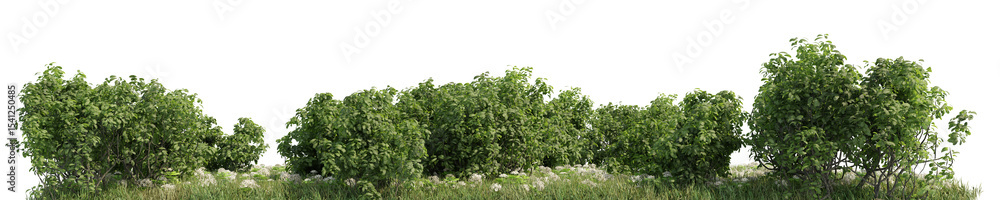 Poster forest, meadow and flower field in natural with isolated on transparent background - png file, 3d re