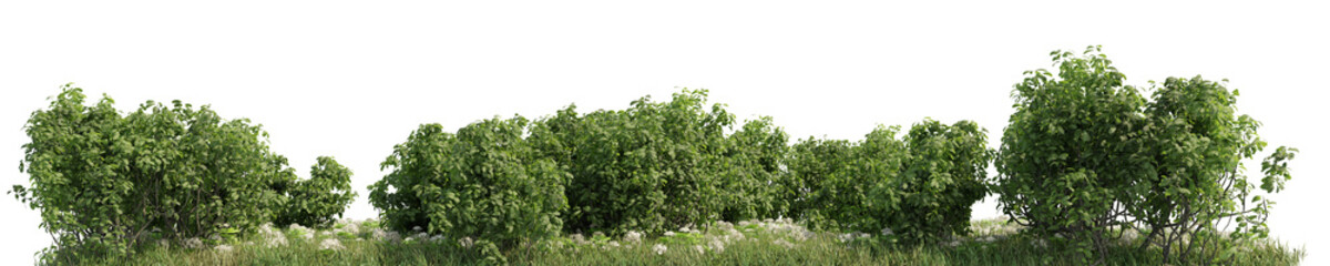 Forest, Meadow and flower field in natural with isolated on transparent background - PNG file, 3D rendering illustration for create and design or etc
