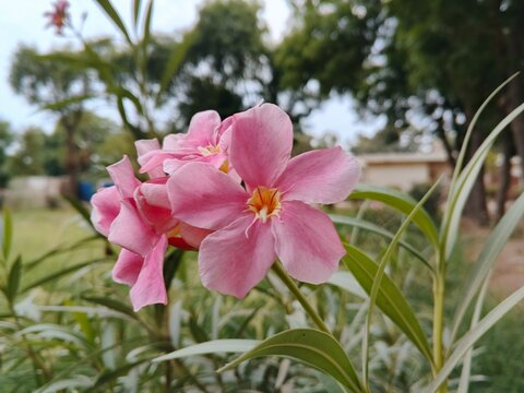 selective imeage of vibrant pink oleander flowers (nerium oleander) in close up, soft focus background