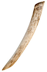 old tusk isolated