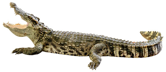 Crocodile Opening Mouth isolated