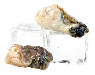 Oysters with ice cube isolated