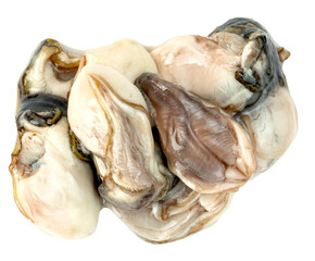 raw Oysters isolated