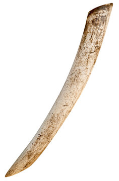 old tusk isolated