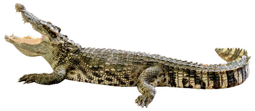 Crocodile Opening Mouth isolated