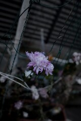 美しい花