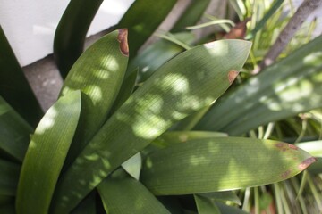 観葉植物