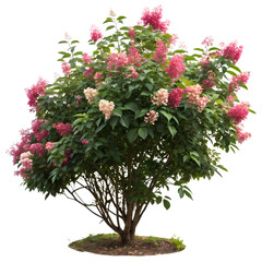 Fototapeta premium Pink Hydrangea Bush: Landscaping Plant, Garden Shrub, Floral Photography, Botanical Bloom