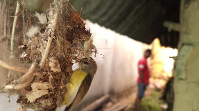 A female Indian sunbird (spiderhunter) is seen in a close-up video busily weaving and building a pendulum-shaped hanging nest, set against a beautiful view of nature.