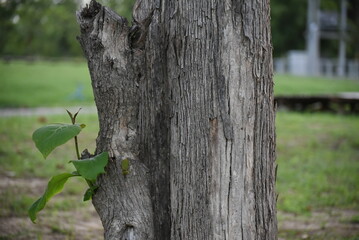tree trunk in the forest