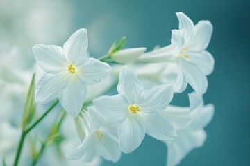 White flowers blooming in seamless timelapse during spring season in soft natural light, white flowers are blooming seamless ing time  lapse virtual Photo Background