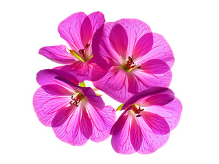 Fototapeta premium Four pink geranium flowers cluster isolated on transparent background