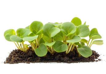 Naklejka premium young plant in soil