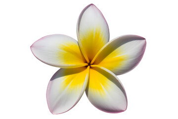 Fototapeta premium Plumeria flower blossom isolated on transparent background