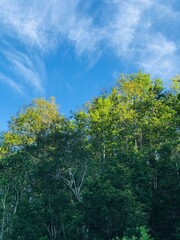trees and sky