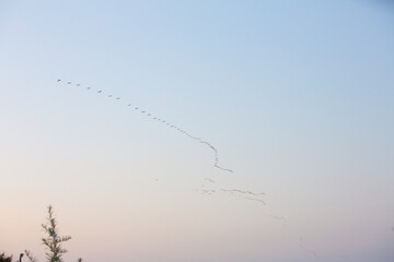 Flock of birds flying in v formation at sunset