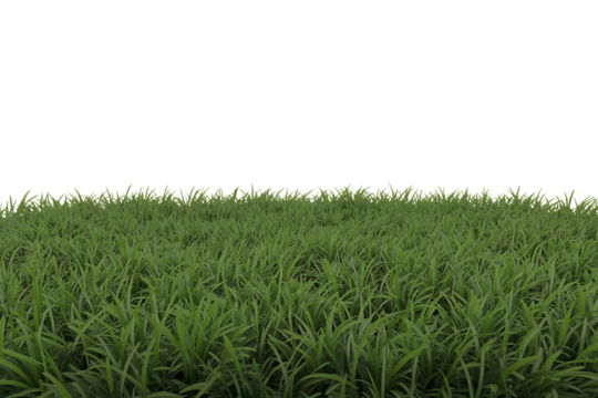 Realistic green grass texture isolated on transparent background