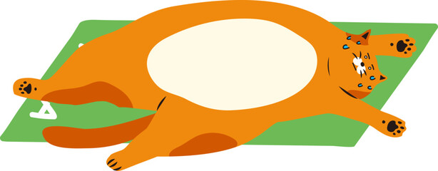 요가하고 누워있는 고양이