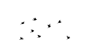 Nine birds flying silhouette isolated on transparent background