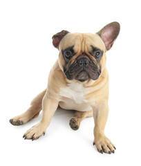 Obraz premium Cute French bulldog on white background
