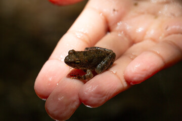 Biologist holding small frog in open palm