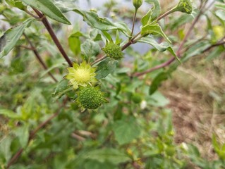 False daisy flowers (Eclipta alba) in outdoor garden, close up view 